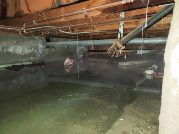 Best Water damage cleanup near me  in St Johns, MI