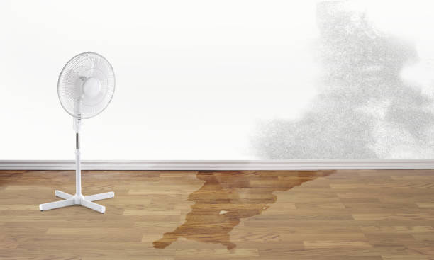 Best Mold removal after water damage  in St Johns, MI